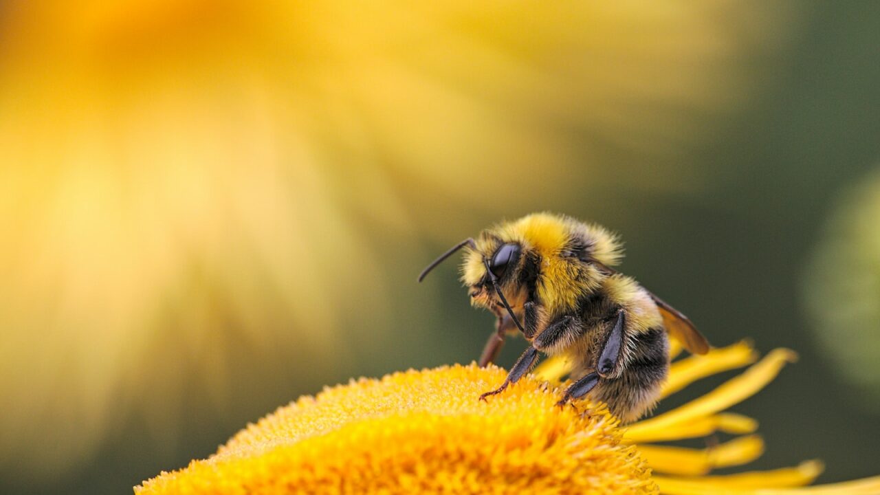 Sauver les pollinisateurs : pourquoi ils disparaissent et comment agir