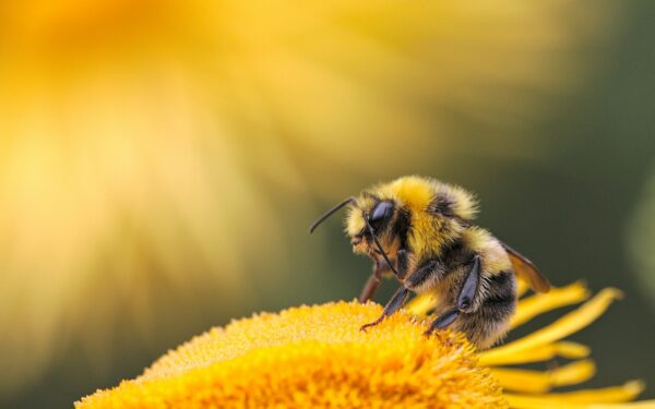 Sauver les pollinisateurs : pourquoi ils disparaissent et comment agir