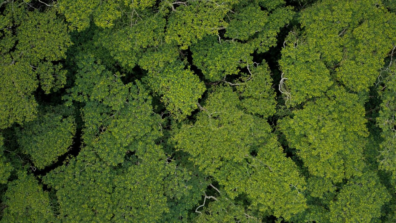 Préserver les forêts : enjeux, menaces et solutions pour la biodiversité