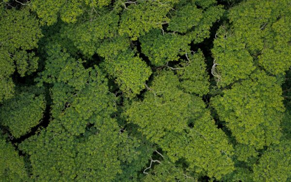 Préserver les forêts : enjeux, menaces et solutions pour la biodiversité