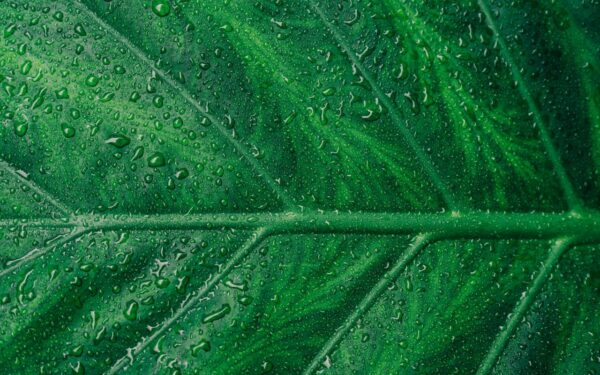 Greenwashing : définition, exemples et comment le reconnaître en 2026