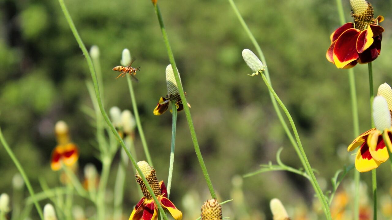 Créer un jardin favorable à la biodiversité : le guide pratique