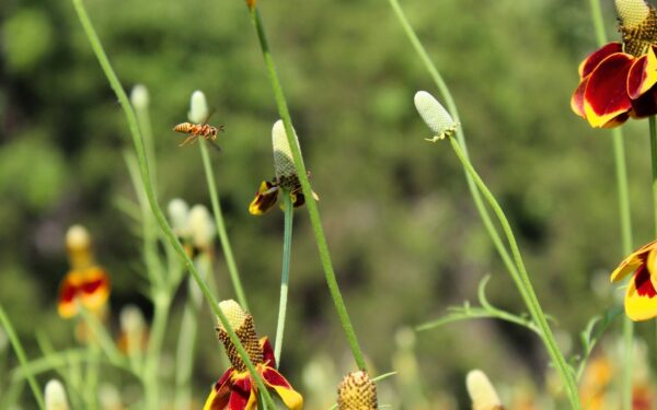 Créer un jardin favorable à la biodiversité : le guide pratique