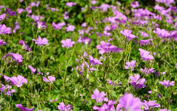 Jardin sauvage : le guide pour le créer en Belgique en 2026