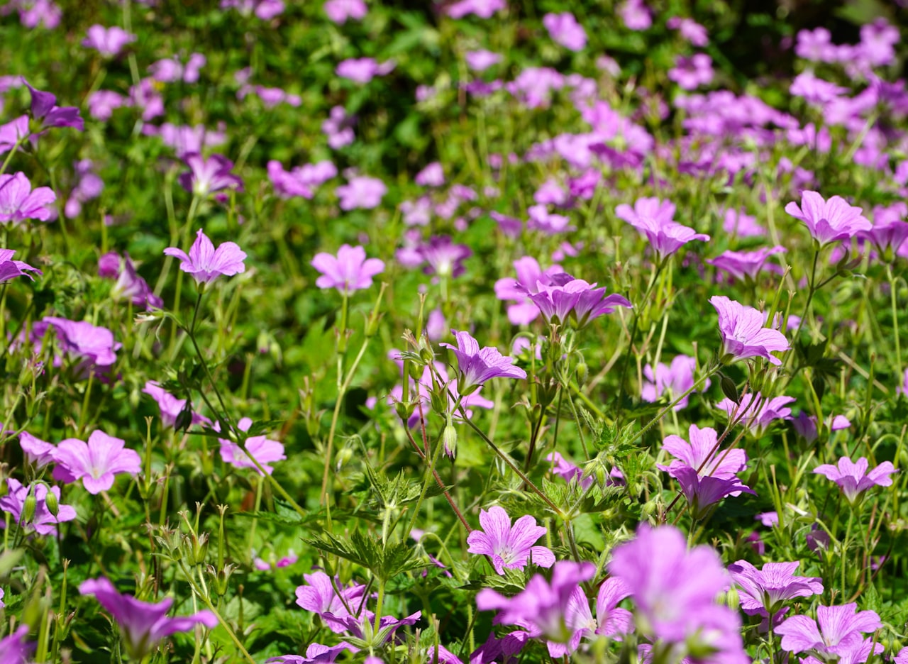 jardin sauvage