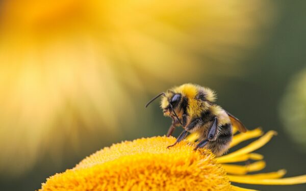 Abeille solitaire : comment protéger ces pollinisateurs essentiels au jardin en 2026