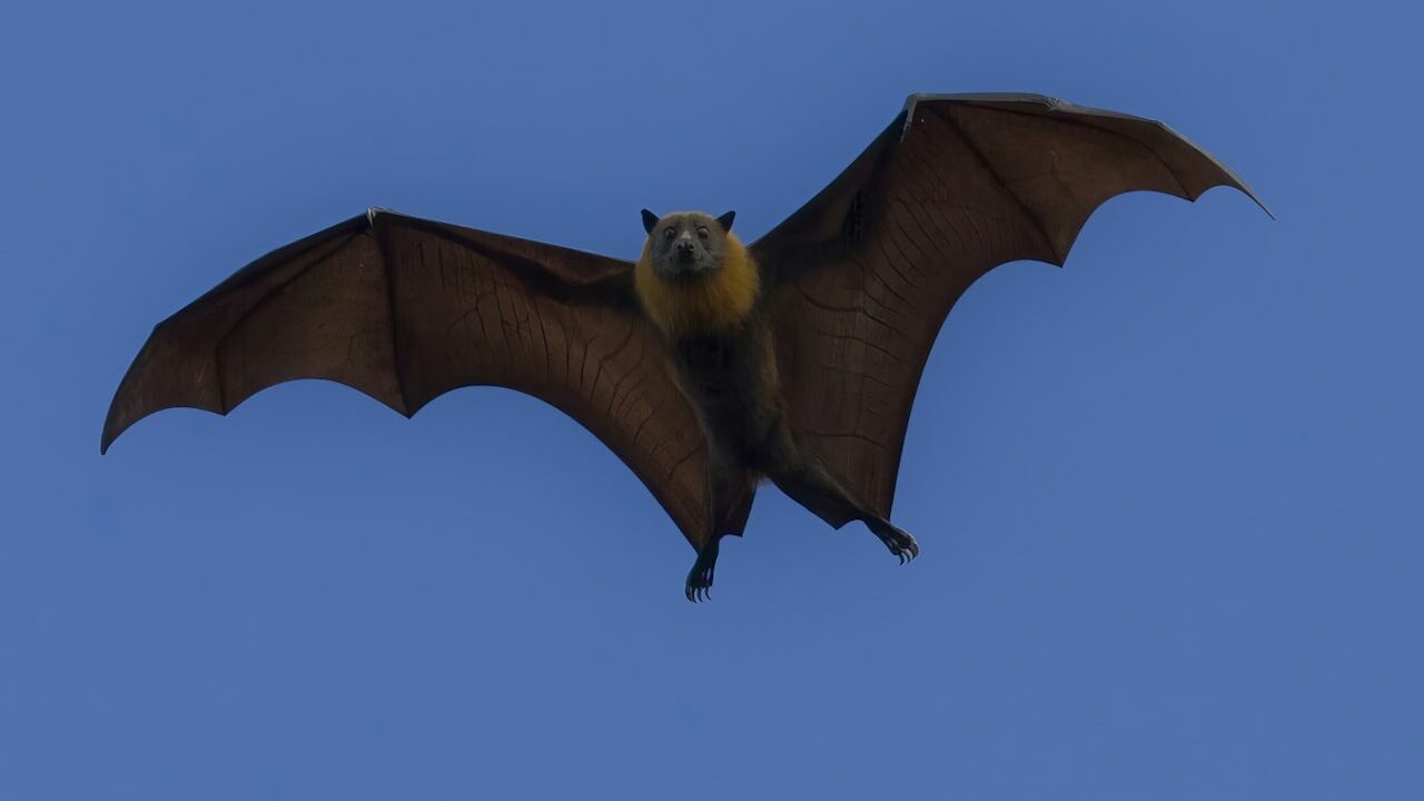 Chauves-souris en Belgique : alliées de la biodiversité (guide 2026)