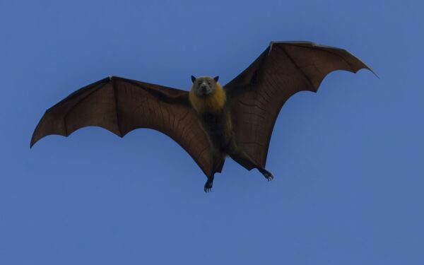 Chauves-souris en Belgique : alliées de la biodiversité (guide 2026)