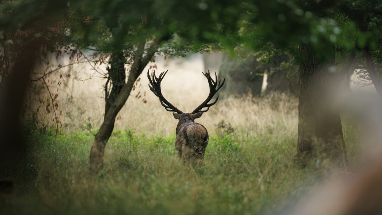 Brame du cerf 2026 : où et quand l&rsquo;écouter en Belgique