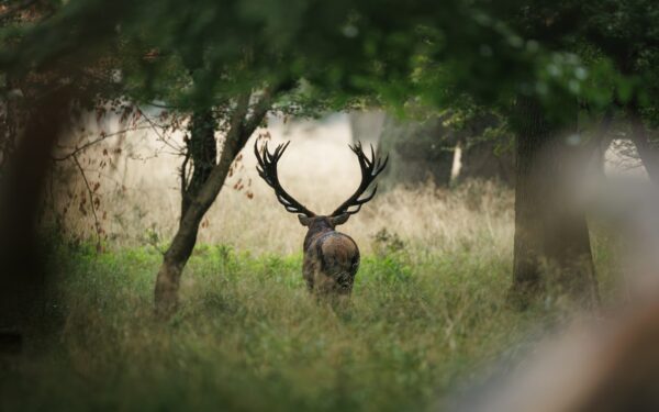 Brame du cerf 2026 : où et quand l&rsquo;écouter en Belgique
