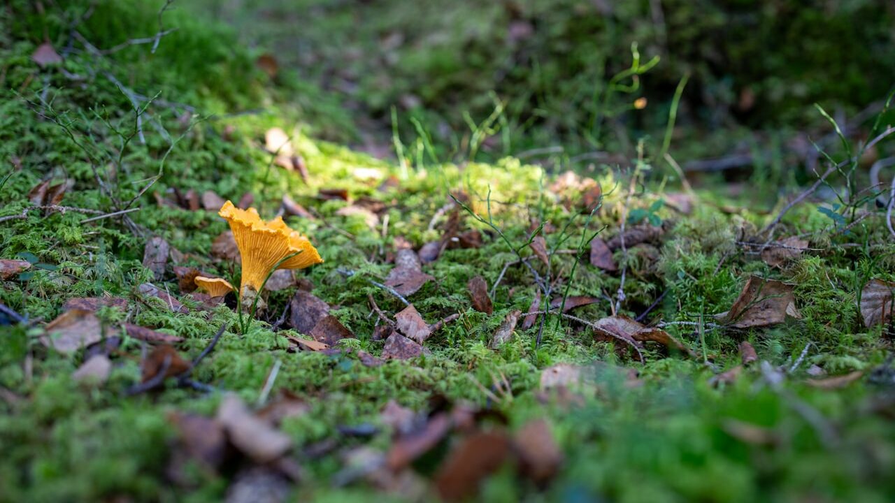 Cueillette de champignons en Belgique : les règles 2026