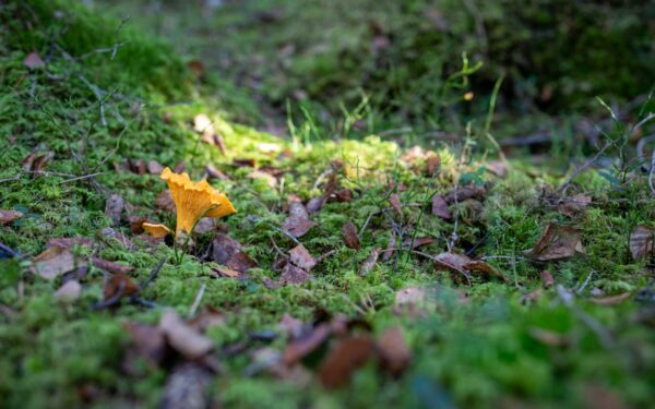 Cueillette de champignons en Belgique : les règles 2026