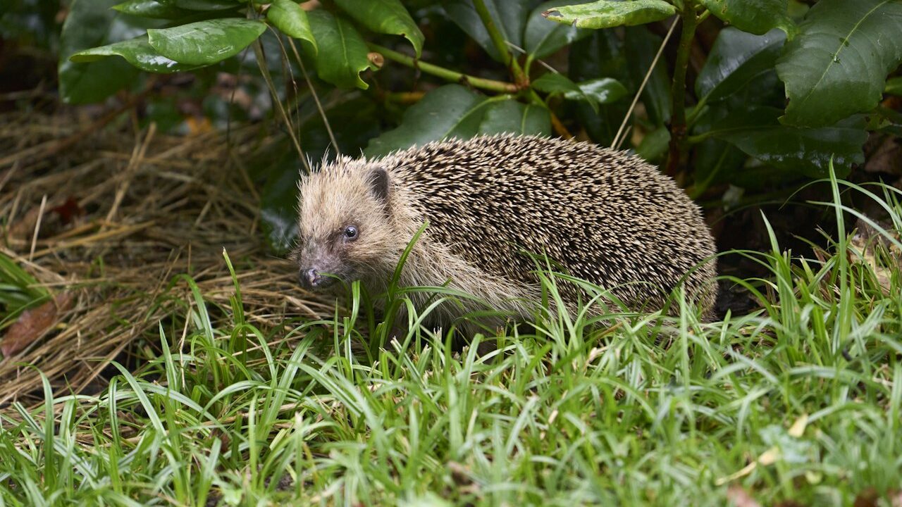 Hérisson au jardin en hiver : le protéger en Belgique (2026)