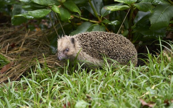 Hérisson au jardin en hiver : le protéger en Belgique (2026)