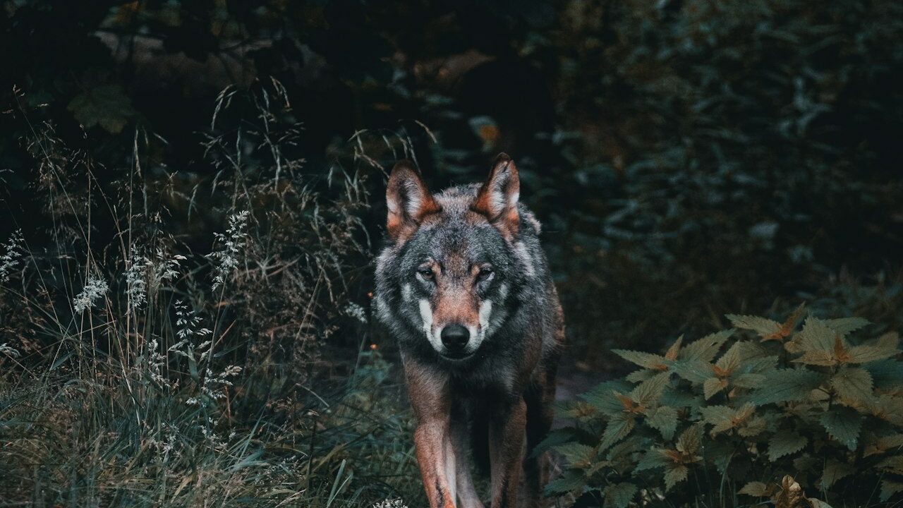 Wolf in België 2026: roedels, aanvallen, status en tips