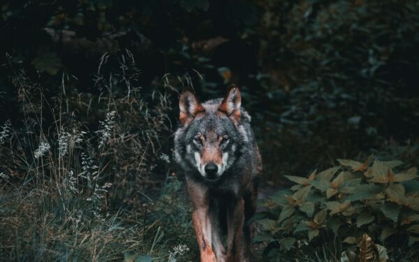Loup en Belgique 2026 : meutes, attaques, statut et conseils